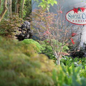 Inside Shoal Creek