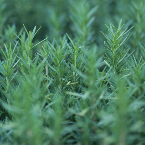Herbs