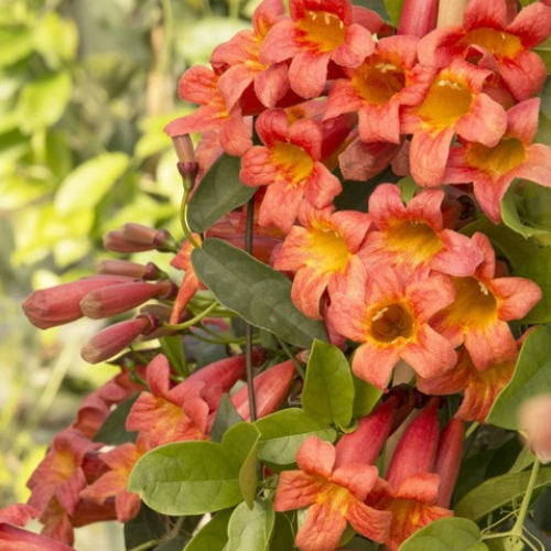 Tangerine Crossvine