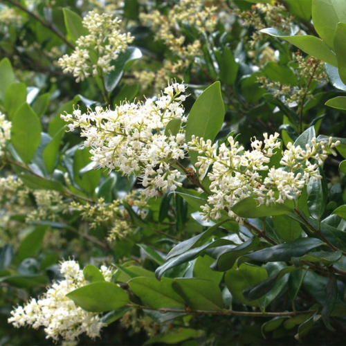 Privet