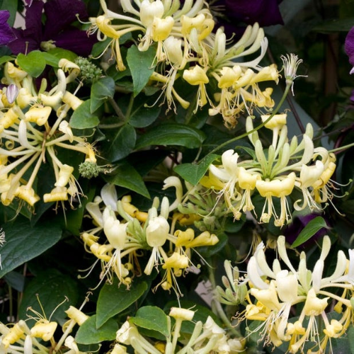 Honeysuckle