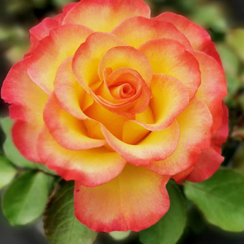 True Sincerity Rose