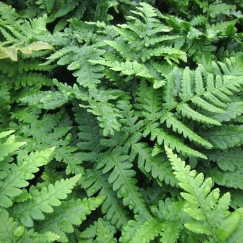 River Fern