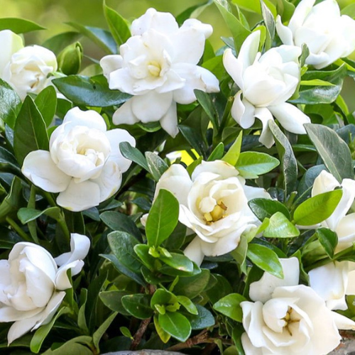 Gardenia Bush