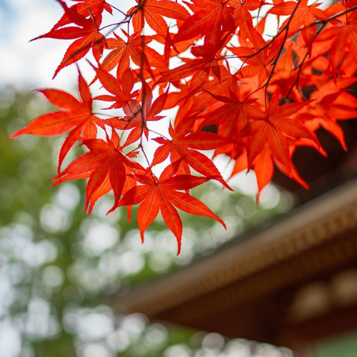 Japanese Maple