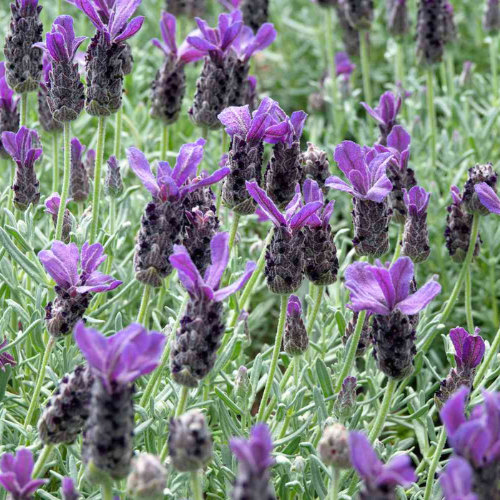 Lavender