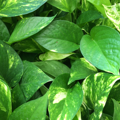 Pothos