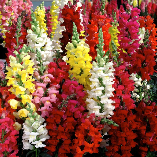 Snap Dragon