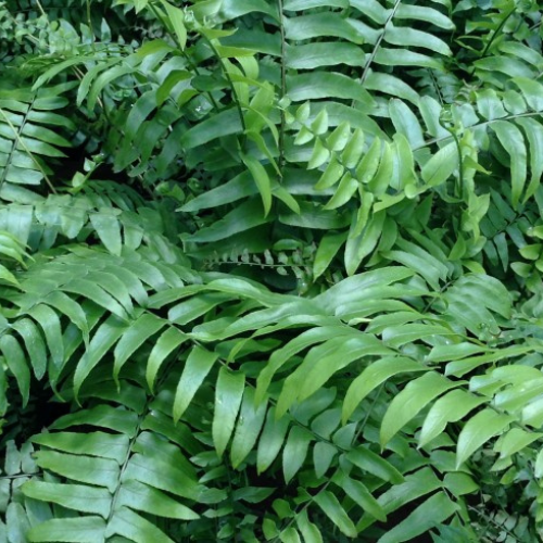 Macho Fern