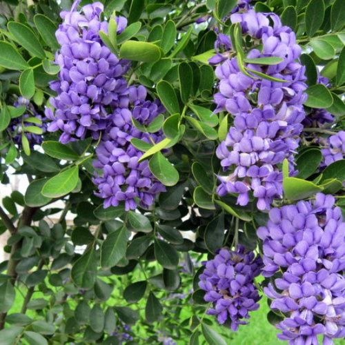 Mountain Laurel