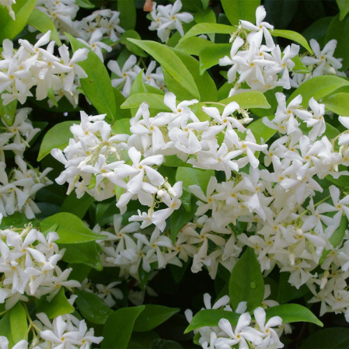 Star Jasmine