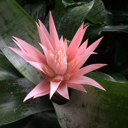 Indoor houseplant