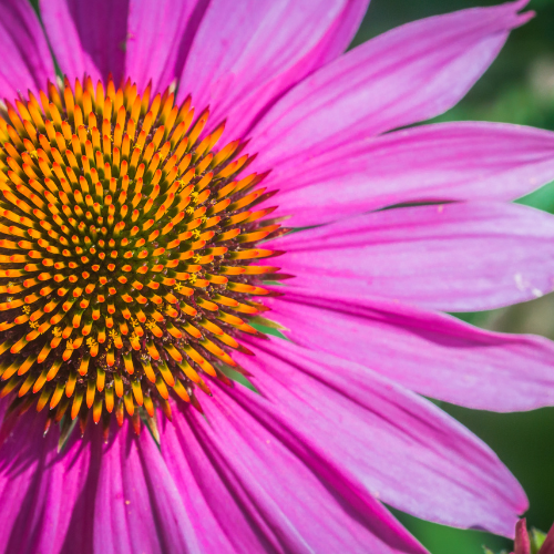 Cone Flower