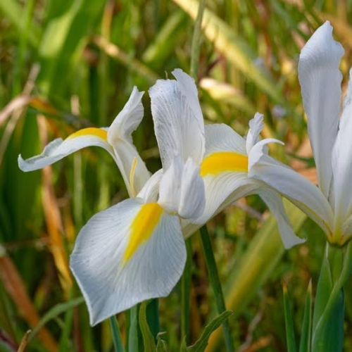 Dutchiris