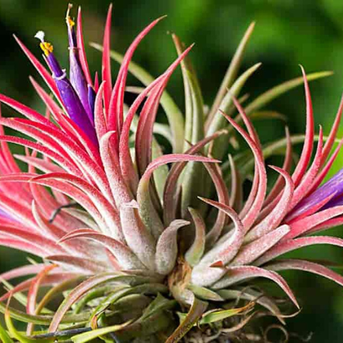 Air Plants