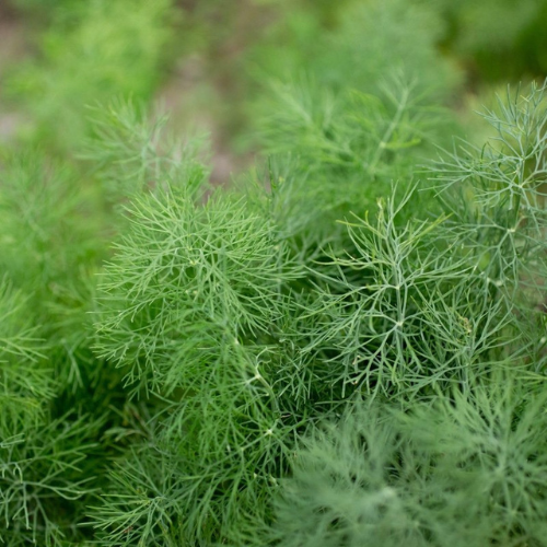 Dill