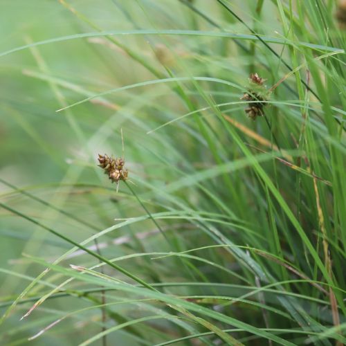Sedge Webberville