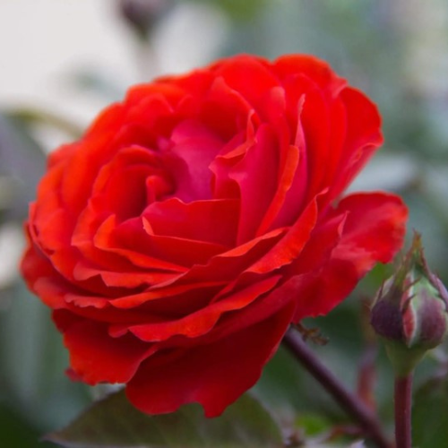 True Passion Rose