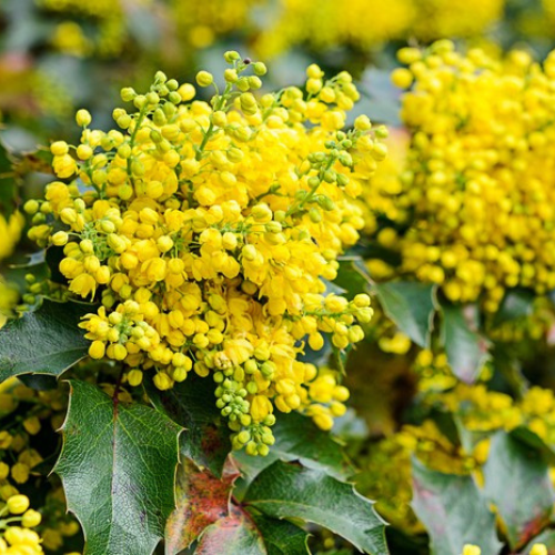 Mahonia
