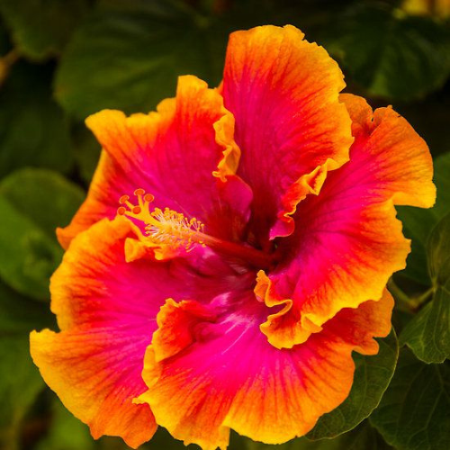 Hibiscus