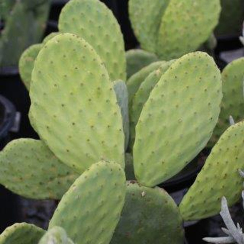 Opuntia