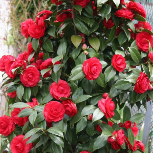 Camellia Bush