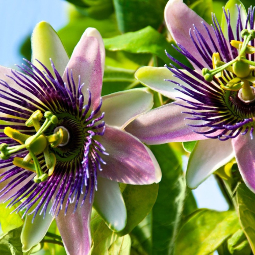 Passion Vine