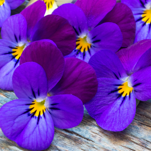 Plants & Trees - Austin, TX - Shoal Creek Online