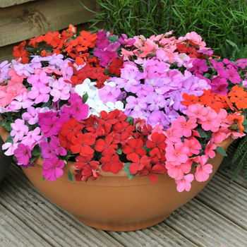 Annuals