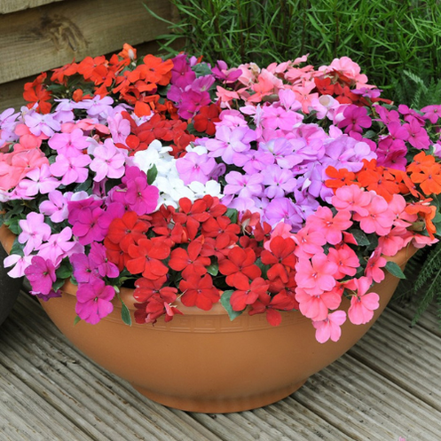 Plants & Trees - Austin, TX - Shoal Creek Online