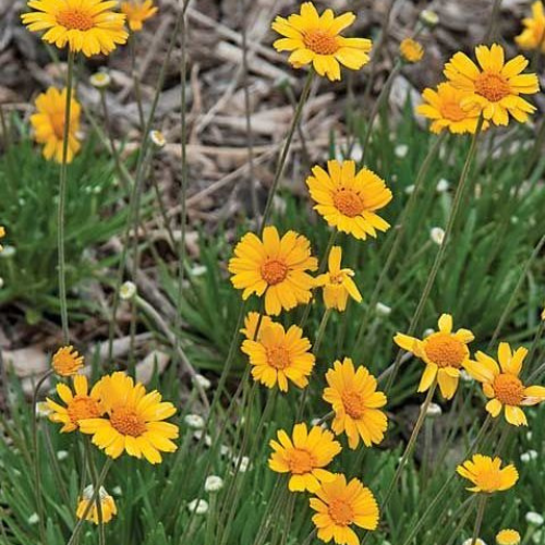 Four Nerve Daisy