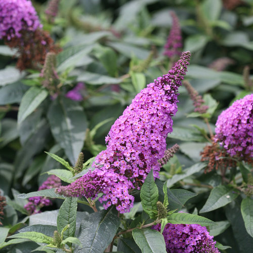Butterfly Bush