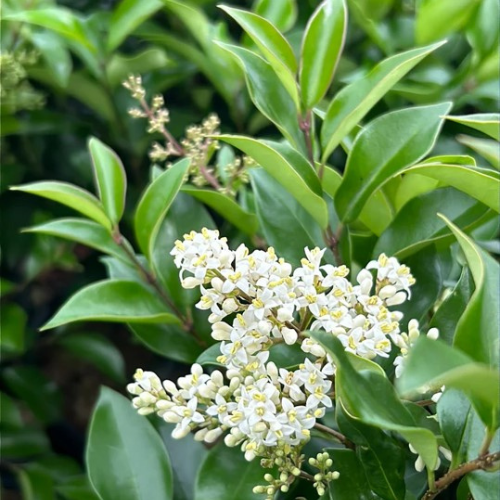 Ligustrum