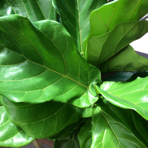 Indoor houseplant