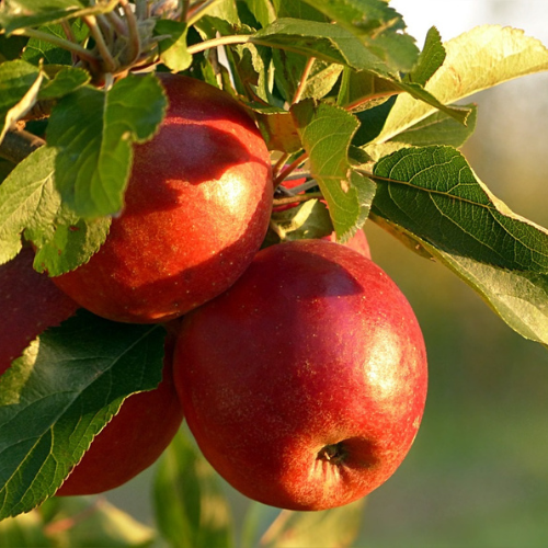 Apple Tree