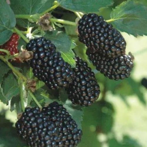 Natchez Blackberry