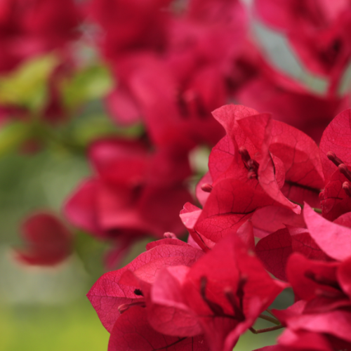 Bougainvillea