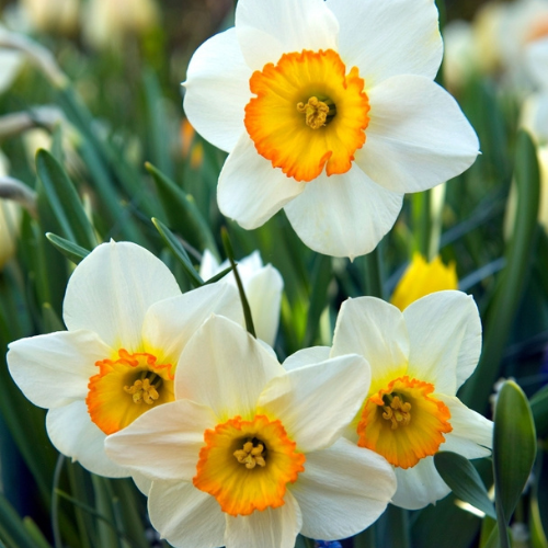 Narcissus