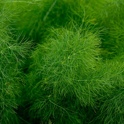 Fennel
