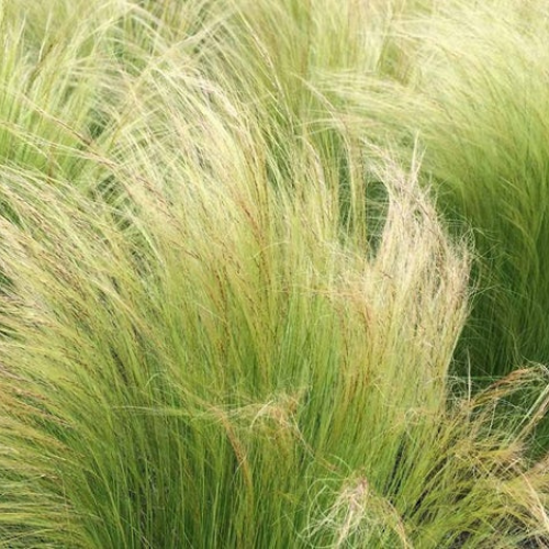 Mexican Feather Grass
