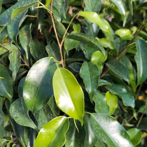Ficus