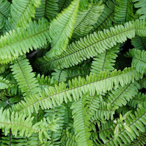 Kimberly Queen Fern