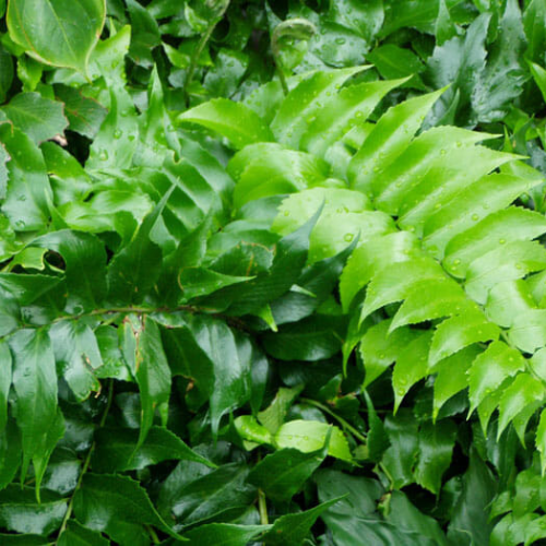 Holly Fern