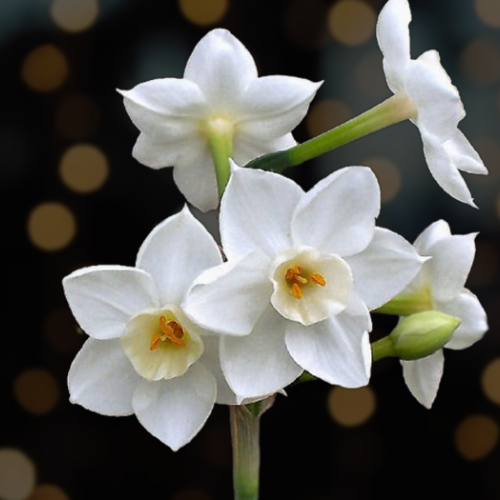 Paper Whites