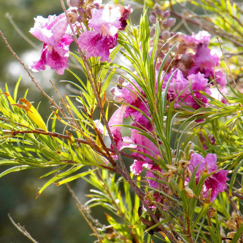 Desert Willow