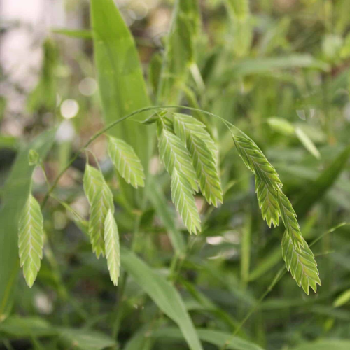  Inland Sea Oats