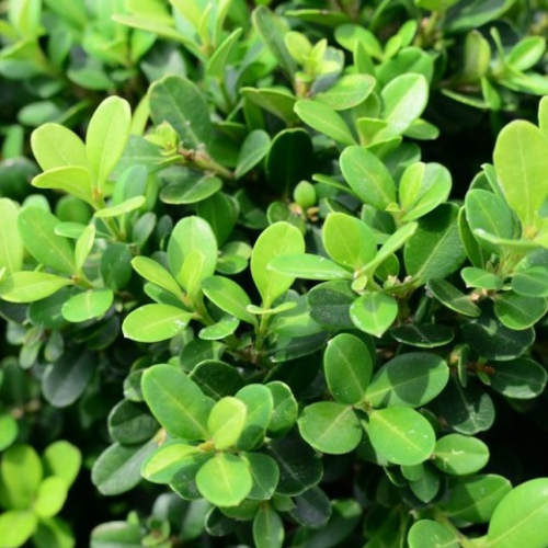 Boxwood