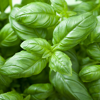 Herbs
