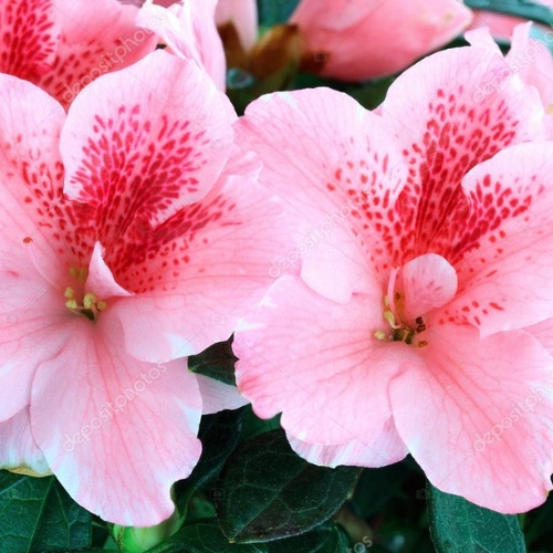 Azalea