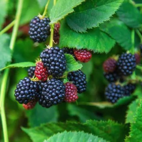 Kiowa Blackberry